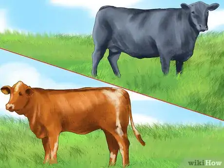 Image titled Identify Red Poll Cattle Step 2