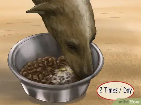 Image titled Care for a Greyhound Step 10
