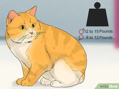 Image titled Identify a Cymric Cat Step 5