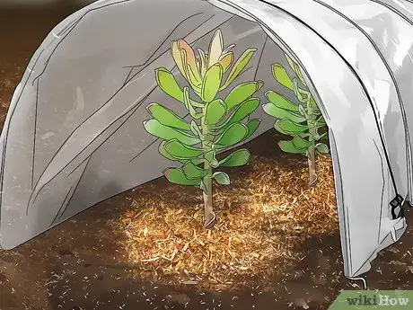 Image titled Get Rid of Japanese Beetles Step 3