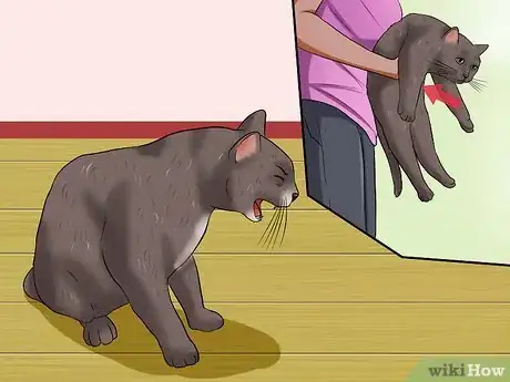 Image titled Help a Cat when No Vets Are Available Step 10