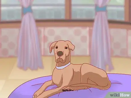 Image titled Care for Great Danes Step 12