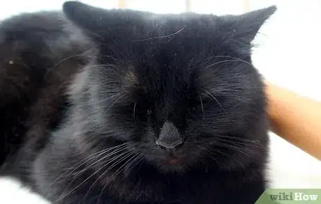 Image titled Make a Homemade Cat Spa Step 7