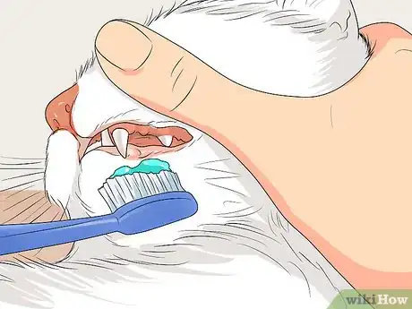 Image titled Raise Angora Cats Step 19