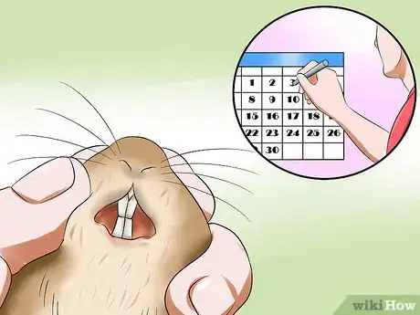 Image titled Treat Dental Problems in Gerbils Step 9