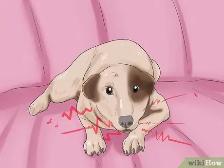 Image titled Tell if a Dog Is in Pain Step 10