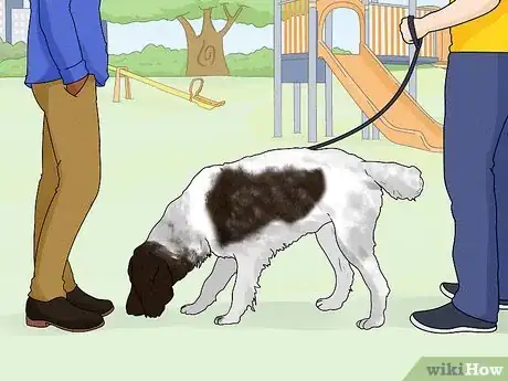 Image titled Identify a German Longhaired Pointer Step 13