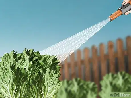 Image titled Grow Napa Cabbage Step 15