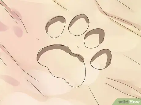 Image titled Identify Animal Tracks Step 1