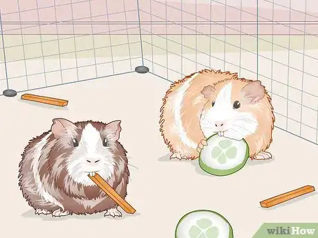 Image titled Help Two Guinea Pigs Get Along Step 8