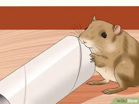 Image titled Treat Dental Problems in Gerbils Step 8