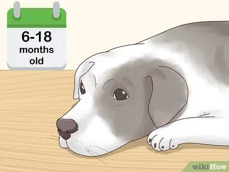 Image titled Recognize Signs of Anxiety in Dogs Step 4