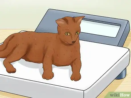 Image titled Care for a Havana Brown Cat Step 6