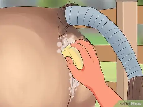 Image titled Deliver a Foal Step 9