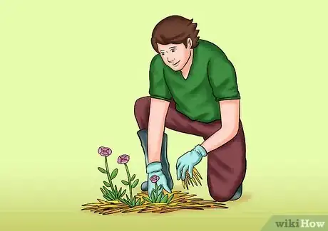 Image titled Cut from a Pansy Plant Step 7