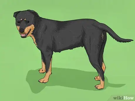 Image titled Identify a Smaland Hound Step 7