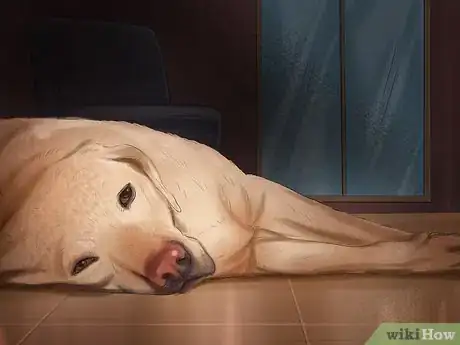Image titled Spot Signs of Pancreatitis in Dogs Step 2