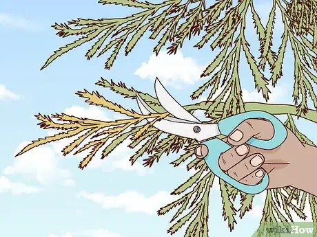 Image titled Prune Arborvitae Step 3