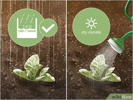 Image titled Grow Napa Cabbage Step 11