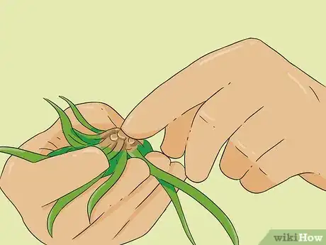 Image titled Propagate Baby Spider Plants Step 2