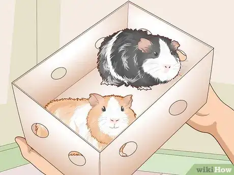Image titled Ensure a Happy Life for Your Guinea Pig Step 16