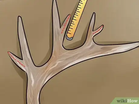 Image titled Score Mule Deer Antlers Step 10