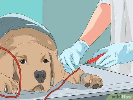 Image titled Treat Urinary Tract Problems in Dogs Step 11