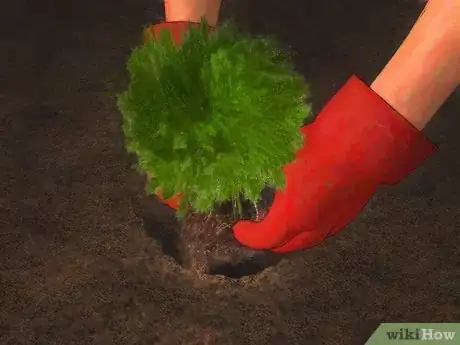 Image titled Plant Juniper Step 10