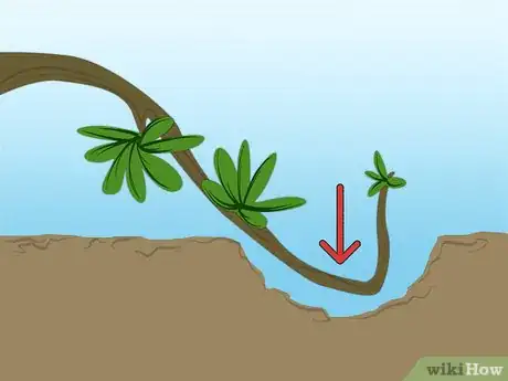 Image titled Propagate Azaleas Step 4