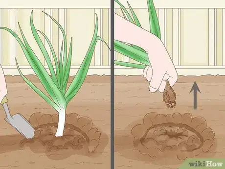 Image titled Grow Leeks Step 10