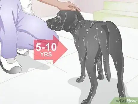 Image titled Choose a Dog Bed for a Senior Dog Step 1