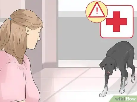 Image titled Help Your Older Dog Navigate Slippery Floors Step 8
