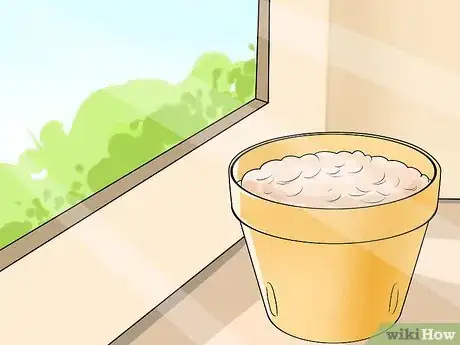 Image titled Plant Allium Bulbs Step 11