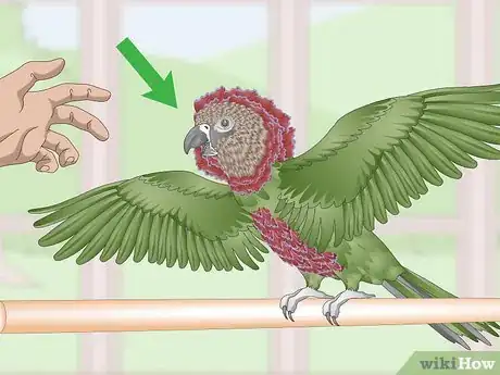 Image titled Know if a Hawk‐Headed Parrot Is Right for You Step 1