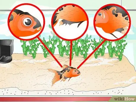 Image titled Identify Aquarium Fish Diseases Step 2