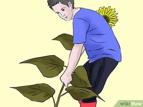 Image titled Get Rid of Sunflowers Step 1