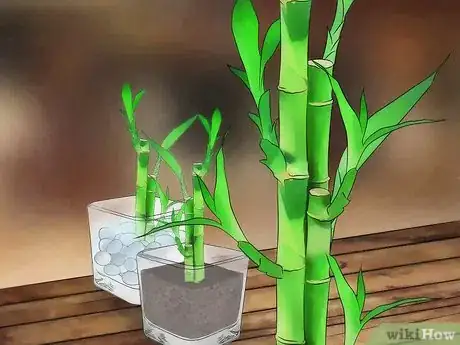 Image titled Take Care of Lucky Bamboo Step 1