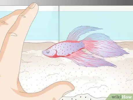 Image titled Name Your Betta Fish Step 4