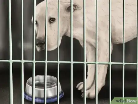 Image titled Determine Where to Get Your Dog Step 10