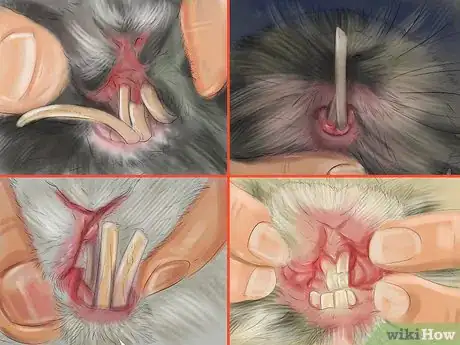 Image titled Prevent Dental Problems in Rabbits Step 9