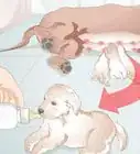 Feed Newborn Puppies
