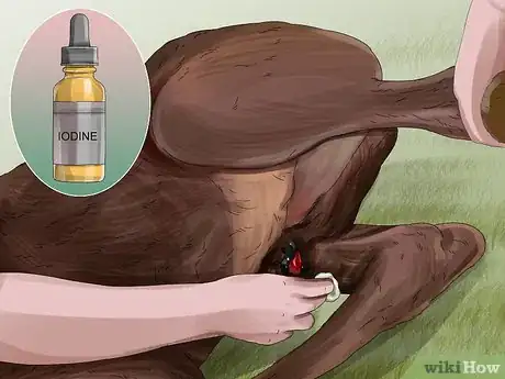 Image titled Prevent Botulism in Horses Step 10