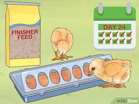 Image titled Feed Chicks Step 7
