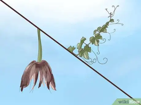 Image titled Prune Grape Vines Step 1