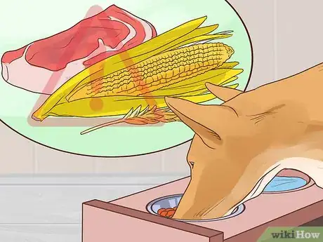 Image titled Prevent Older Dogs from Creating Lick or Scratch Sores Step 9