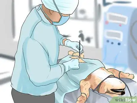 Image titled Protect Pets from Urban Dangers Step 14