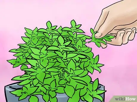 Image titled Grow Herbs Indoors Under Lights Step 12