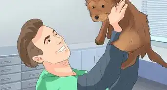 Choose a Yorkie Puppy