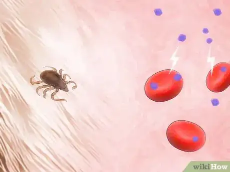 Image titled Identify Canine Tick Problems Step 5