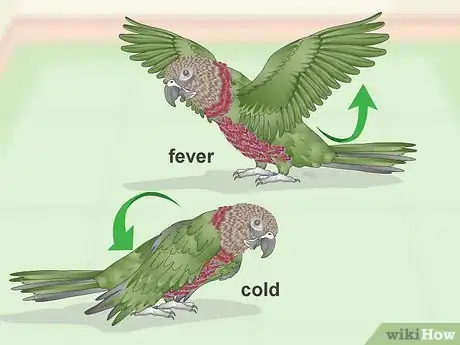 Image titled Treat Infections in Hawk Headed Parrots Step 1
